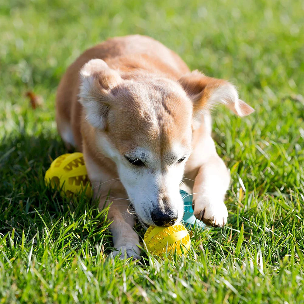 Snack-N-Play Dog Ball