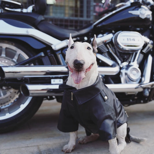 Pet motorcycle leather coat dog autumn and winter cotton coat bull terrier Staffordshire Yingdou costume big dog fat dog clothes